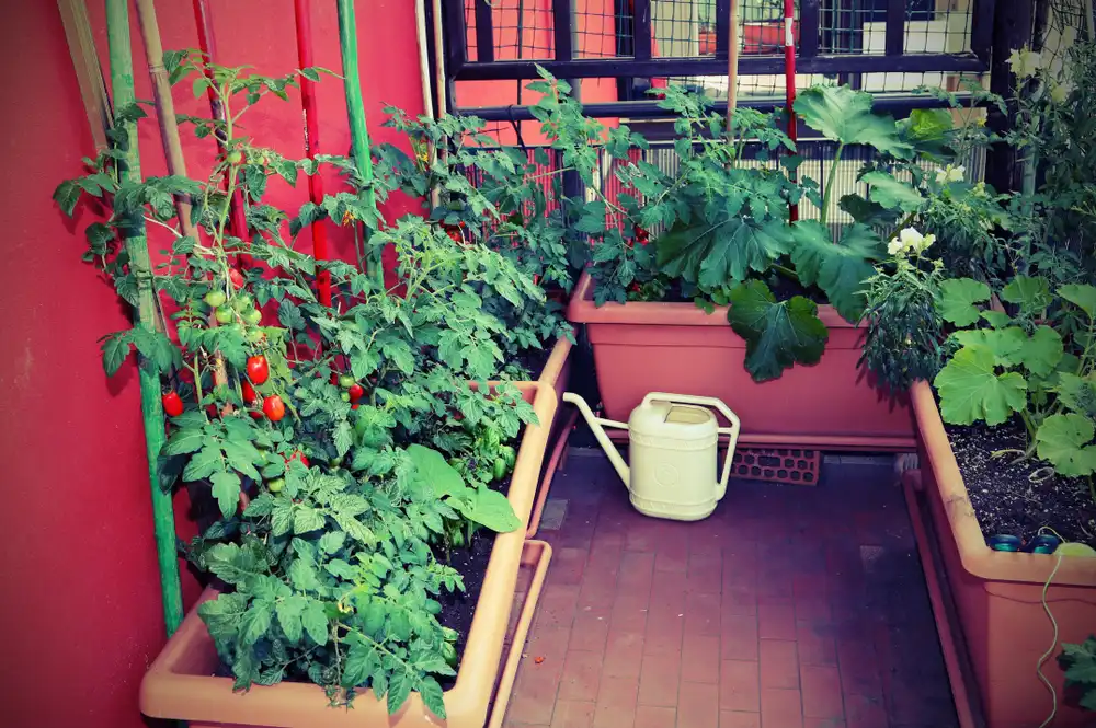 Zelenina na balkoně