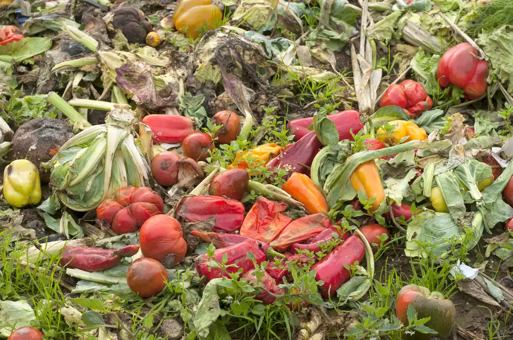 Záběr na rozkládající se zeleninu vyhozenou na hromadu jako ukázku plýtvání jídlem.