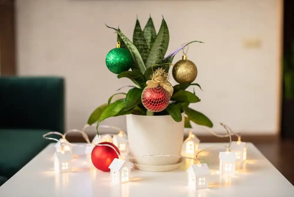 Tchýnin jazyk v bílém květináči ozdoben vánočními koulemi v zelené, v červené a zlaté barvě. Kolem svítí světelný řetěz.