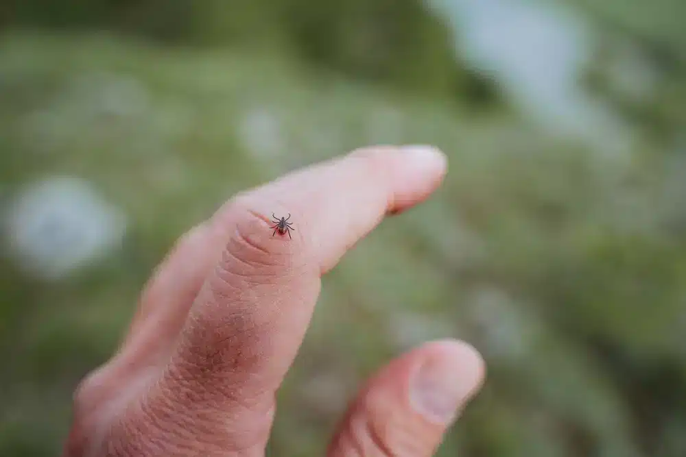 Klíště na prstu člověka ukazující potřebu opatrnosti při pobytu v přírodě.