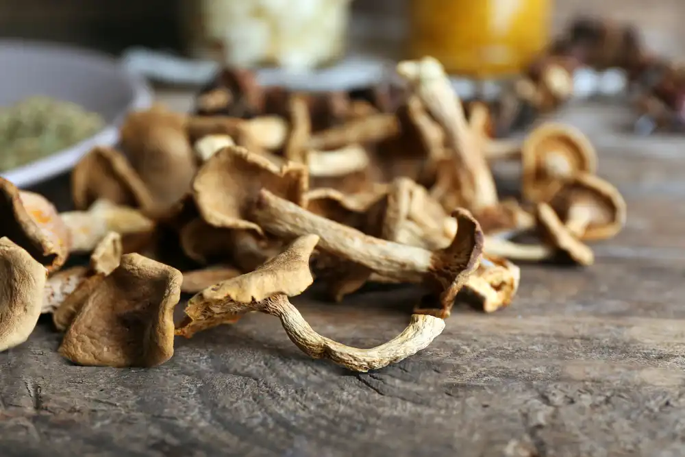 Nejlepší metody, jak zpracovat houby: Sušení hub v troubě, zavařování a mražení hub
