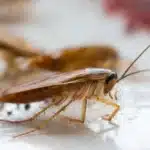 Co odpuzuje šváby a jak se zbavit švábů v bytě?
