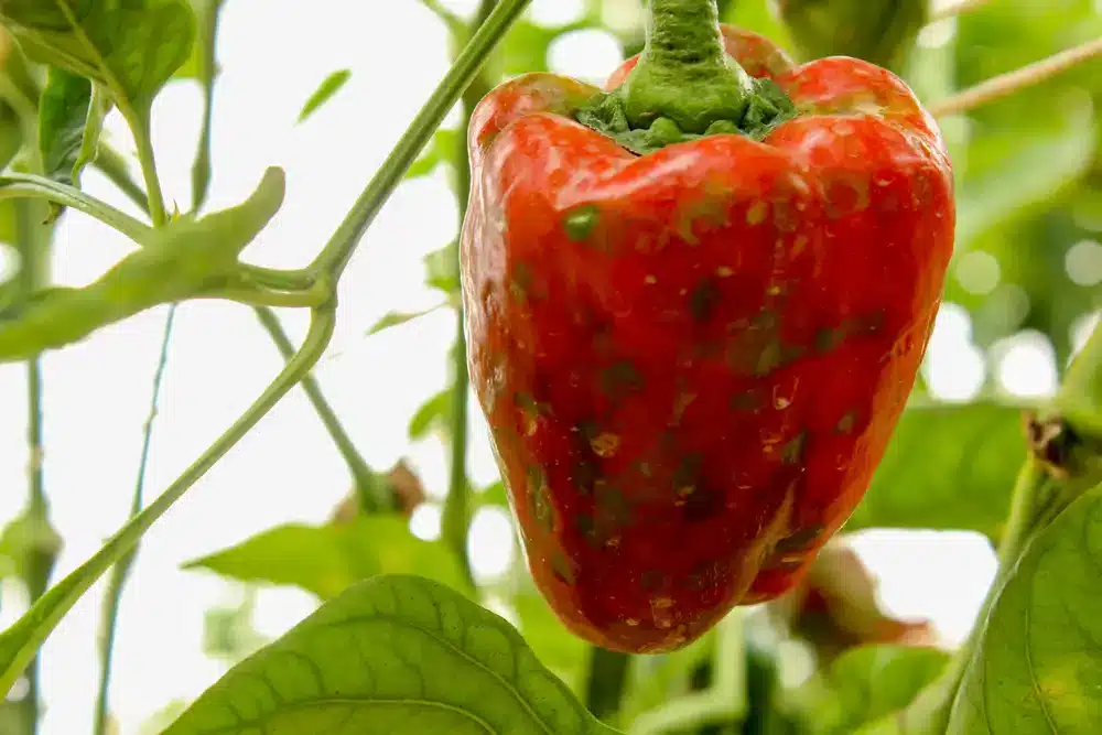 Zralá paprika napadená chorobou visící na rostlině.