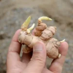 Zázvor lékařský: Výsadba, pěstování i skladování