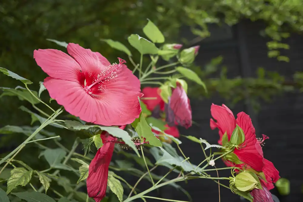 Ibišek bahenní s velkými červenými květy rostoucími na slunci.